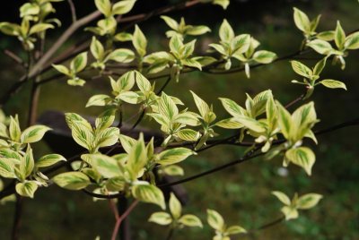 Cornus controversa 'Variegata' - svída sporná 'Variegata' - jarní větévky